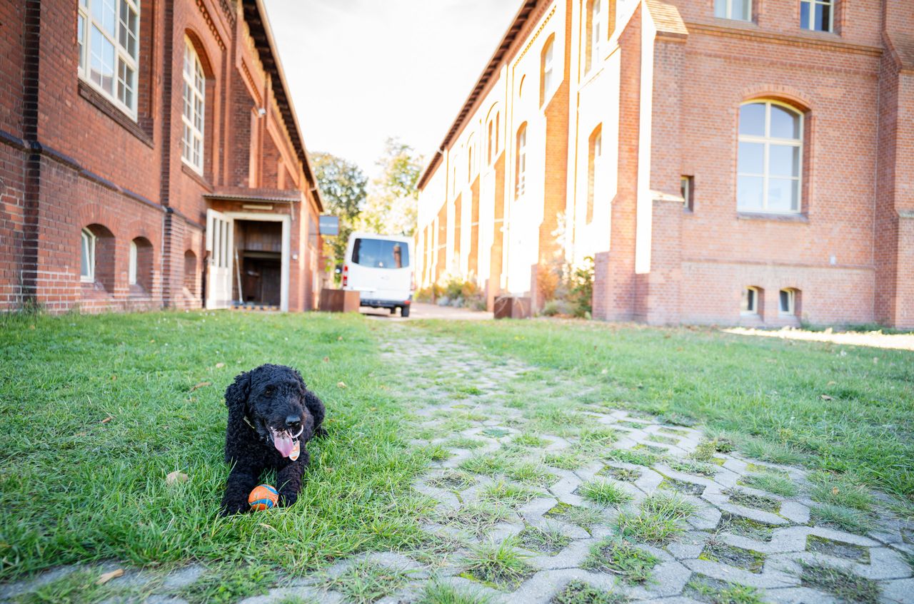 Unser Pudel nach dem Toben