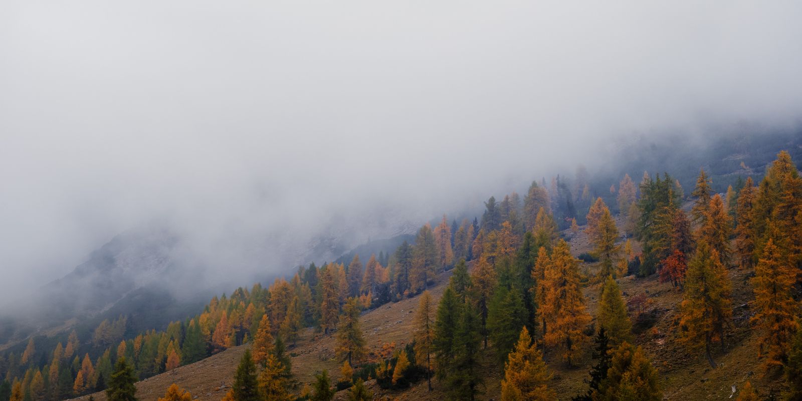 Die Alpen mit Bäumen im Herbst, die im Nebel verschwinden