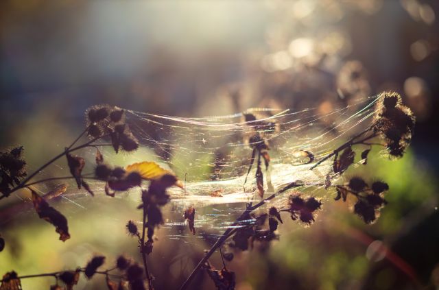 Ein Spinnennetz im Abendlicht